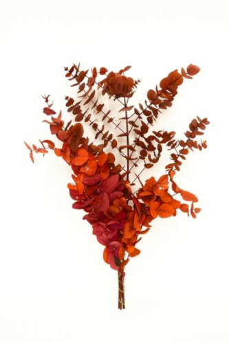 Pflanzen XXL-Set konservierter Eukalyptus - Bouquet 500 g - Höhe ca. 110 cm