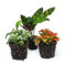 urbanjngl.com - Plant terrarium set - Lancifolia - 3 plants - Calathea Lancifolia - Red & White Fittonia