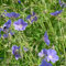 6 x Storchschnabel 'Brookside' - Geranium 'Brookside' Topf 9x9cm: Himmelblaue Blüten, niedriger Wuchs, ideal als Bodendecker.