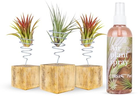 Iflo Tillandsien Pflanzen Echt im Pflanzenständer Mix - Tillandsien hängend stehend Deko Air Bowl Tillandsia Luftpflanzen, Terrarium Pflanzen, Spanisches Moos (Set 2)