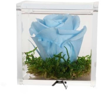 Rosa Stabilizzata Made in Italy - Bomboniera Idea Regalo per San Valentino, Festa della Mamma, Donna, Fidanzata e Anniversario - Rose Eterne Disponibili in Diversi Colori con Muschio (Azzurro)