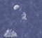 A.S. Création Tapete Boys & Girls 5 Papiertapete Kindertapete 10,05 m x 0,53 m blau 304891