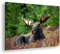 deyoli ruhig liegender Elch Format: 120x80 als Leinwandbild, Motiv fertig gerahmt auf Echtholzrahmen, Hochwertiger Digitaldruck mit Rahmen, Kein Poster oder Plakat