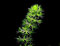 Aldrovanda vesiculosa Wasserrad Pflanze Fleisch fressende Wasser Sehr selten 3 Seeds