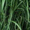 3 x Imposantes Riesengras - Miscanthus Floridulus 'Giganteus': Gigantische Schönheit im 3L Topf.