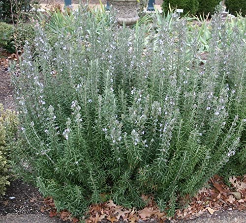 Rosmarinus Rosemary officinalis 9cm Pot Culinary herb Plant Perennial Summer Flowers Loved by Bees Evergreen