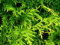 25 semi di American GOLDEN Tuia Thuja occidentalis Aurea