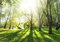 decomonkey Fototapete Wald 350x256 cm XL Tapete Wandbild Bild Fototapeten Tapeten Wandtapete Wandtapeten Natur Landschaft Baum