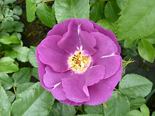 Rose Rhapsody in Blue Strauchrose mit Blüten-Farbe blauviolett - Winterharte Blume mit mittelstarkem Duft - Blütezeit von Juni bis September von Garten Schlüter - Pflanzen in Top Qualität