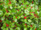 Stechpalme americana, Ilex Opaca, Albero 30 semi:Samen