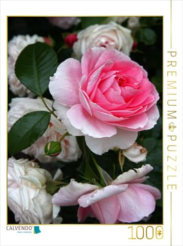 CALVENDO Puzzle Wunderschöne Rosen im Garten | 1000 Teile Lege-Größe 48 x 64 cm Foto-Puzzle für glückliche Stunden