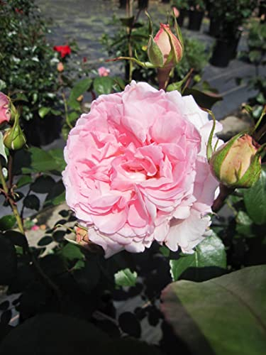 Rosa Alexandra Princess de Luxembourg ® - Strauchrose ® - Kordes Rose