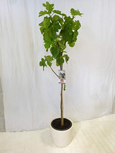 [Palmenlager] - Ficus carica 150 cm - Echter Feigenbaum