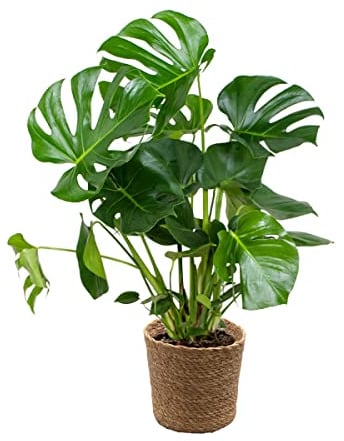 Bloomique - Monstera Deliciosa - Fensterblatt - Zimmerpflanzen - Pflegeleicht - Luftreinigend - Höhe 70-80 cm - Mit Seegras Korb 21 cm