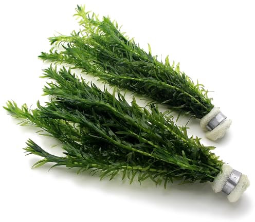K2AQUA 2 Bunches 20 Stems Elodea Densa Live Aquarium Plants Oxygenating Weed Live Pond Plant Water Tank Aquatic Plants Egeria
