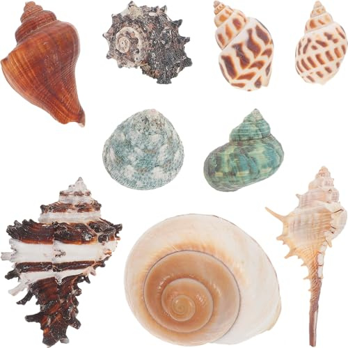 BAZEITFLOW Lot de 9 Coquilles Naturelles pour Bernard-l'hermite, Décorations D'aquarium et Aménagement Paysager, Conques Décoratives Adaptées aux Aquariums, Ornement pour Style Aléatoire