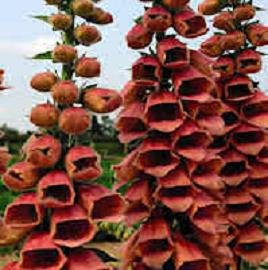 Digitalis Red 20 Seeds, Foxglove Seeds - Gorgeous, red Shades Flowers, Perennial