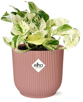 Efeutute – Epipremnum Pinnatum Happy Leaf – pflegeleichte Zimmerpflanze – luftreinigend – Topf Vibes Fold 14cm Rosa – dekorative Kletter- und Hängepflanze
