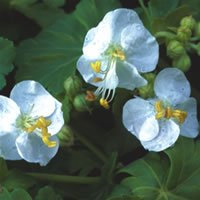 Just Seed - Flower - Geranium macrorrhizum Snow Sprite - 15 Seeds