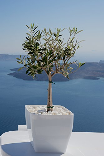Olivenbaum, Ölbaum, Olea europaea 5 Samen - Bonsai, Zimmerpflanze