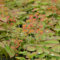 6x Flaumige Elfenblume 'Orange Queen' - Epimedium pubigerum 'Orangekönigin' - Topf 9x9cm