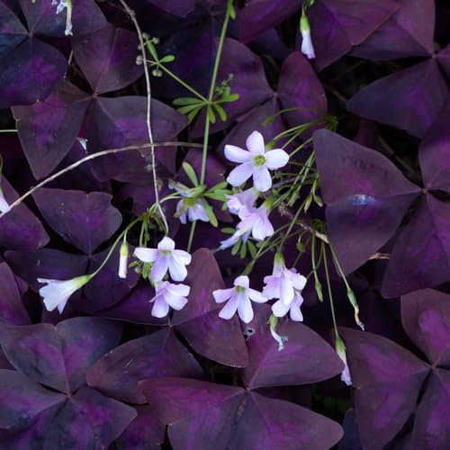 20 piezas bulbos de oxalis, regalo de flores, plantas exóticas, Oxalis triangularis resistente, hojas de trébol, serie de plantas raras, planta de interior, bulbos de flores, floración