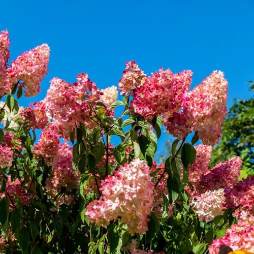 Hydrangea paniculata 'Vanille Fraise' - Hardy Shrub with White to Raspberry Pink Blooms - 1x 10 Litre Potted Plant by Thompson & Morgan