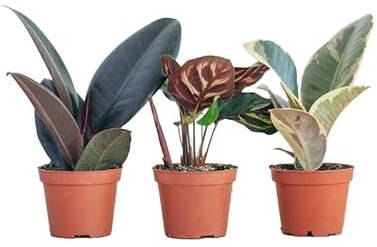PLNTS - Zimmerpflanzen, Pflanzen Echt, Nachhaltige Verpackungn Set Indoor Einfach - Ficus Robusta, Ficus Tineke, Calathea Makoyana - Topf Ø 6cm - Direkt von der Gärtnerei