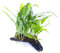 Lincolnshire Pond Plants Ltd - Bogwood, Rocks and PadsTropical Live Aquarium Plants (Small Java Fern (Windelov) On Bogwood)