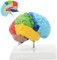 UIGJIOG Menschliches Gehirn Modell PVC 19X15x19 cm Menschlicher Körper 1: 1 Rechte Hemisphäre Funktionsbereich Menschliches Gehirn Anatomie Modell Für Den Medizinunterricht Anatomie Lehrmittel