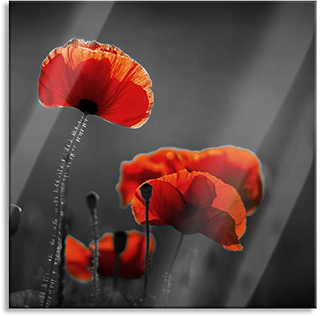 Pixxprint Glasbild, Wandbild auf Echtglas, Mohnblumen auf einer Wiese in der Nacht B&W Detail, 40x40 cm, inkl. Aufhängung und Abstandshalter