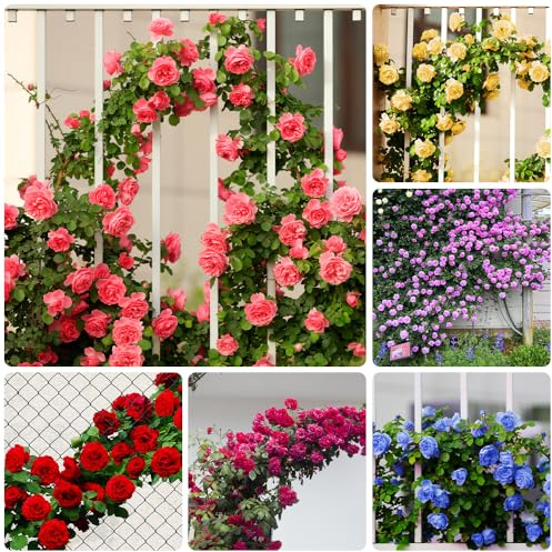 200+ Rosas Trepadoras De Colores Variados Para Decoración De Jardines, Balcones y Jardinería Vertical, Resistentes Al Frío, Perennes, Rosas Trepadoras Sin Espinas
