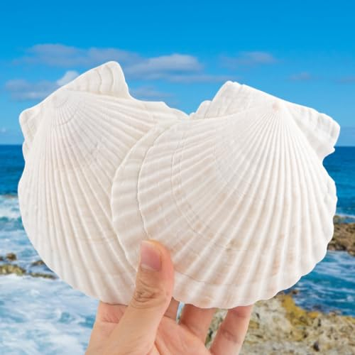 HOHUCRAB Lot de 6 coquilles festonnées naturelles de 10,2 à 12,7 cm pour travaux manuels, coquillages de plage, décoration de maison, plage, décoration de mariage