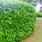 25 Cherry Laurel Evergreen Hedging Plant Fast Growing Shrub 40-60cm Potted by Sunnyside Nurseries