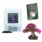 30 Chinese Redbud Bonsai Seeds | Cercis Chinensis | Growing Guide | Grow Your Own Bonsai Tree | Bonsai Beginners and Enthusiasts