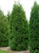 Thuja Brabant Occidentalis - Lebensbaum winterhart & pflegeleicht - Thujen-Hecke als Sichtschutz - Heckenpflanze 125-150 cm - 1 Pflanze im Container von Garten Schlüter - Pflanzen in Top Qualität