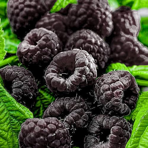 Schwarze Himbeere 'Black Jewel' 1 Pflanze im Topf, Rubus idaeus, mehrjährig, winterhart, blühend, Himbeerpflanze, Obstgehölz, süße essbare Früchte, für Balkon, Terrasse, Garten, Obst-Rarität