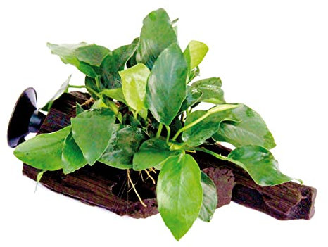 Dennerle - Anubias Nana sur racine avec ventouse