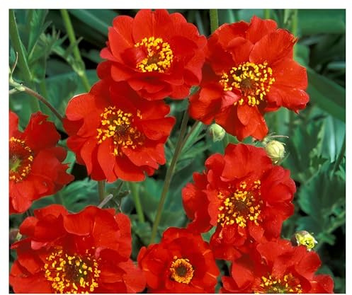 Stauden Gänge 3 x Geum chiloense 'Mrs Bradshaw Roter Chilenische Nelkenwurz | Rote Staude für Sonne bis Halbschatten, Blüte Mai bis September, mehrjährig, 9x9 cm Topf
