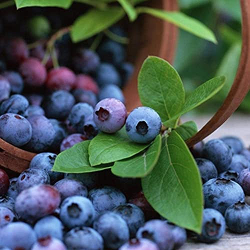 Haloppe 20 Unids Semillas de Frutas de Arándanos para la Plantación de Jardín en el Hogar, Deliciosas Semillas de Arándanos de Frutas Comestibles Bonsai Home Garden Yard Plant Decor Semillas de a