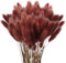 120 Pcs Getrocknetes Pampasgras,Lagurus Getrocknet,Trockenblumen Bodenvase,Natürlich Pampasgras Blumenstrauß,Trockenblumen Blumenstrauß Deko, Künstlich Groß Trockenblumen,Trockenblumen Pampasgras