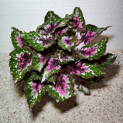 Begonia x rex  Alaska Creek , Königsbegonie Begonie - Zimmerpflanze 1 schöne Pflanze im Topf ähnlich dem Bild