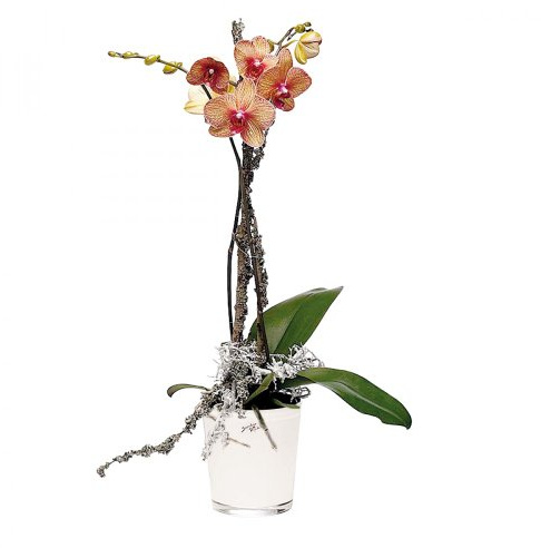 Orchideentopf weiss ø 12,5cm