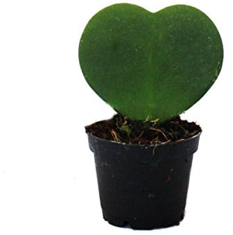 Exotenherz - Hoya kerii - Herzblatt-Pflanze, Herzpflanze oder Kleiner Liebling - im 6cm Topf