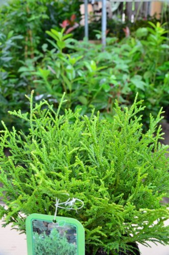 Zwerg Hiba Lebensbaum Thujopsis dolobrata Nana 25-30 cm breit im 2 Liter Pflanzcontainer