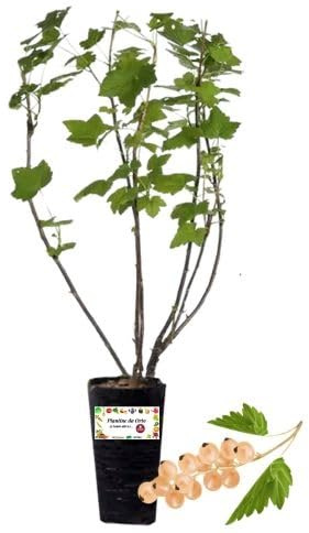 P. Piantine da Orto | Ribes Bianco, Vaso da 2L, Pianta Pronta per Il Trapianto, Pianta Vera da Orto, da Balcone e da Esterno, Vivaio Italiano