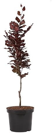 Rotbuche 'Dawyck Purple' - Fagus sylvatica