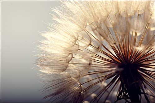 Muralo Fototapete Blumen 120 x 180 cm Vlies Tapete Wandtapeten Pusteblume Optik Wohnzimmer Schlafzimmer Moderne Wandbilder XXL Pflanzen Natur Wand Dekoration