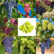 Tafeltraube Weintrauben Kernlos Winterhartes,Weinreben Winterhart,Tafel-Trauben,Trauben Kernlos Pflanzen Winterhart Traubenwurzel Pflanze,Lebende Pflanzen,Weinreben,-4 Weinreben pflanzens-F