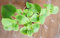 Aamish 100 pièces plante de thym espagnol